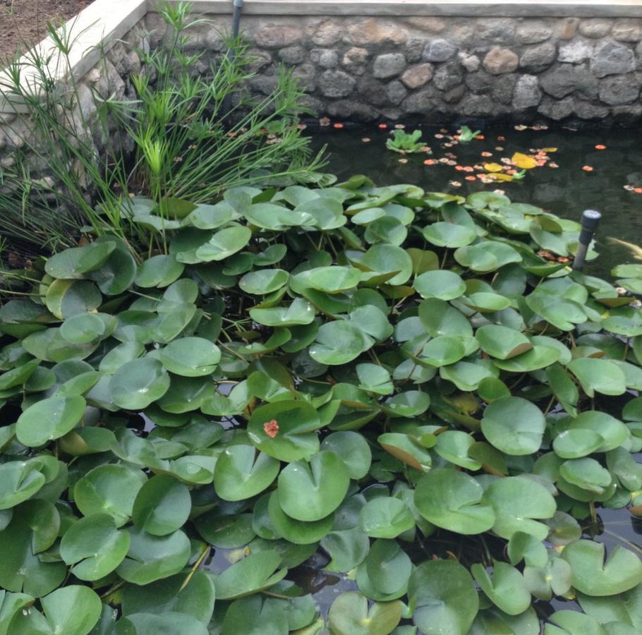 Garden Roomz Oman Маскат Екстер'єр фото