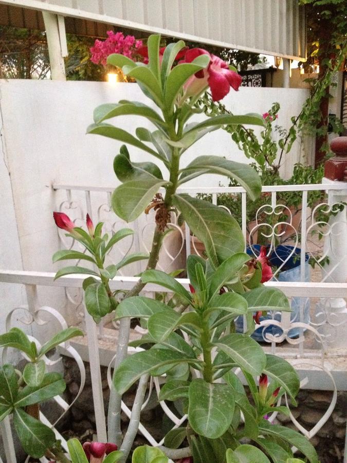 Garden Roomz Oman Маскат Екстер'єр фото